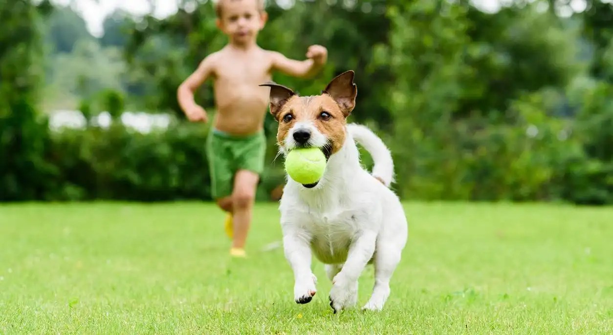 How to Teach Your Dog to Hold a Ball?