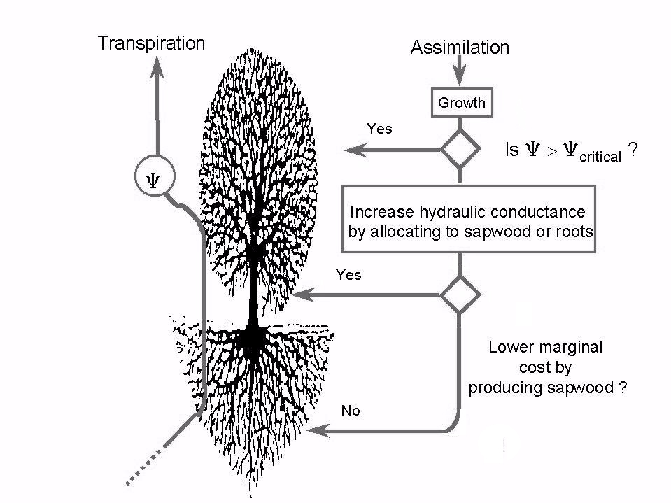 Magnani F, Nolè A, Ripullone F, Grace J (2009). Growth patterns of