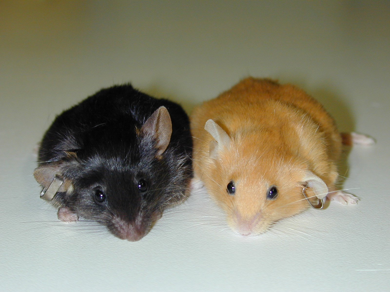 Mouse pictures of agouti(a) alleles