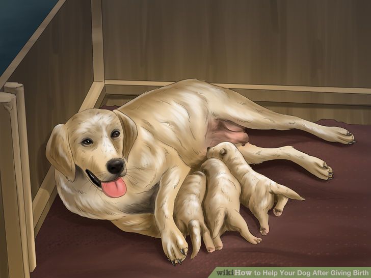 Pet & Animal How to Help Your Dog After Giving Birth