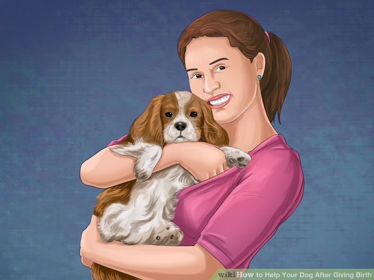 Pet & Animal How to Help Your Dog After Giving Birth