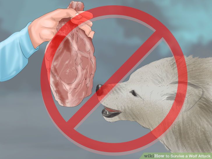 Learn how to do anything How to Survive a Wolf Attack