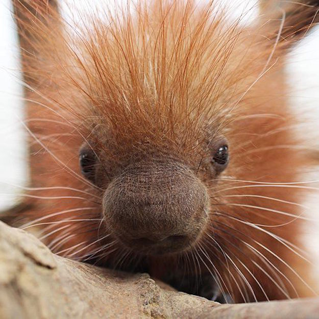 Pet & Animal This Baby Porcupine Looks So Soft That You'll Want To Hug It