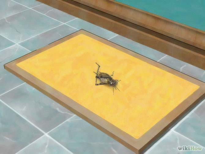 Learn how to do anything How to Get Rid of Crickets