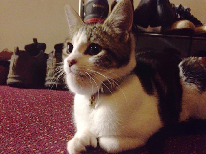 [Trending] 10+ Cats Who Got Stung By Bees The Viral Sharer