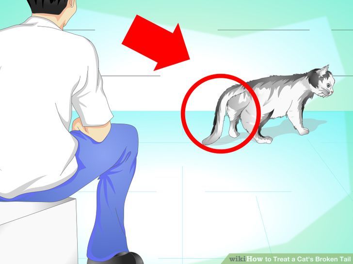 Pet & Animal How to Treat a Cat's Broken Tail
