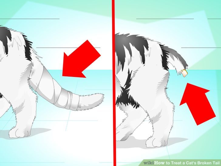 Pet & Animal How to Treat a Cat's Broken Tail