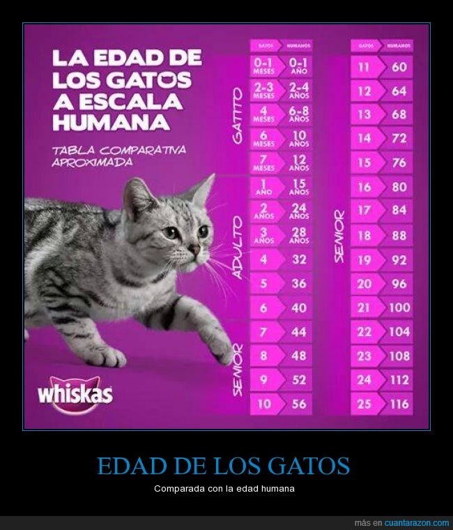 EDAD DE LOS GATOS Comparada con la edad humana Día a Día