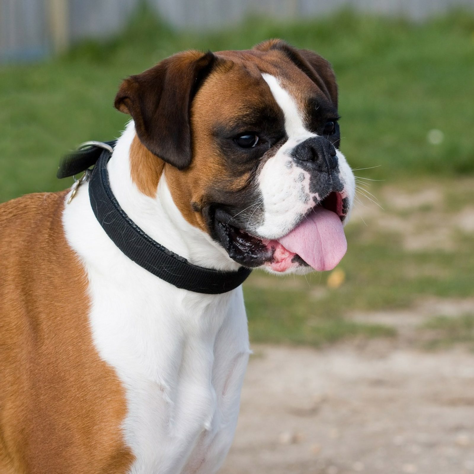 Deutscher Boxer