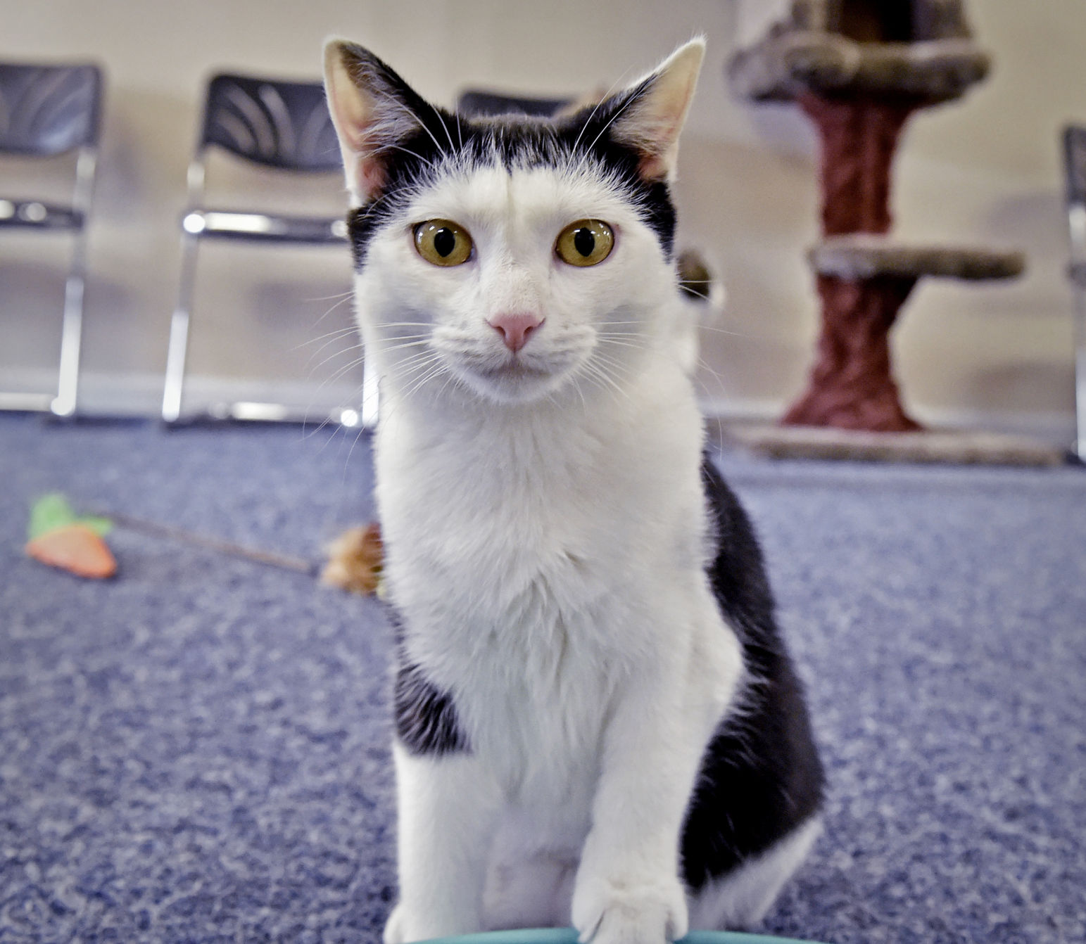 Pet of the week Energetic kitten Mona available for adoption at