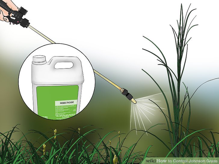 Pet & Animal How to Control Johnson Grass