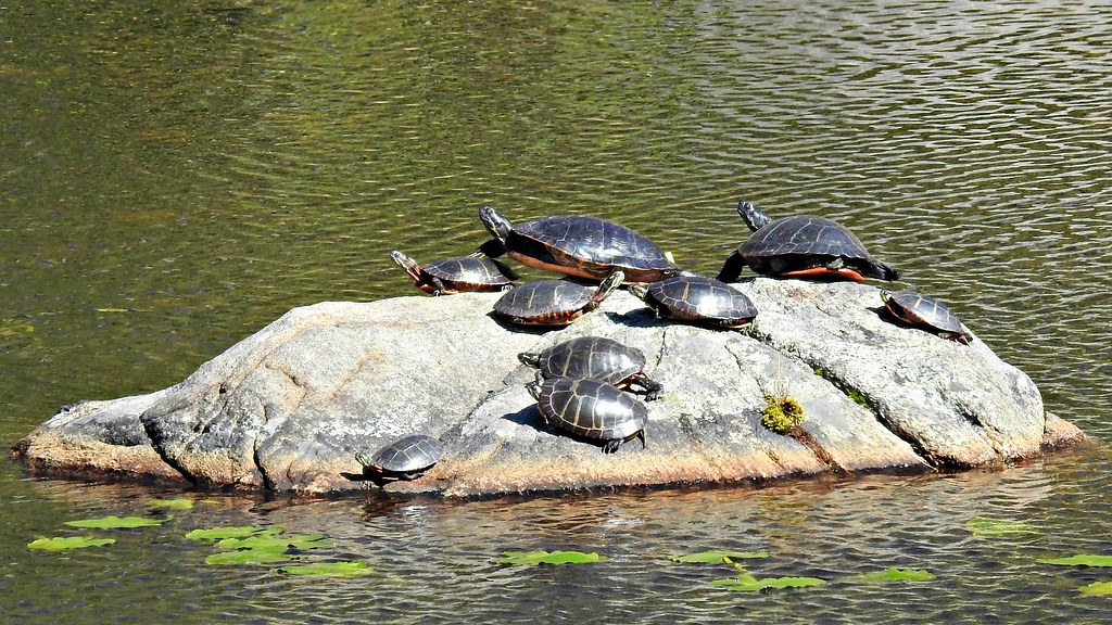 Painted Turtles at Lake Skenonto Harriman Hikers