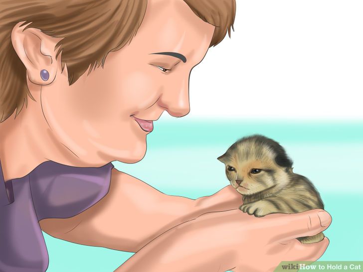 Pet & Animal How to Hold a Cat