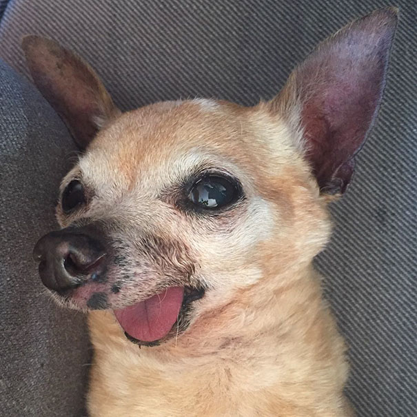 [Trending] These Old Toothless Chihuahuas Adopted Together Just Raised