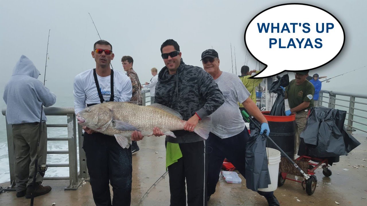 Biggest Black Drum caught on film Sebastian Inlet Catfish Crew