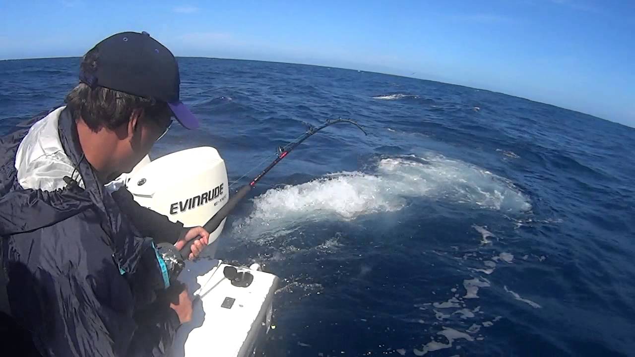 Tuna fishing Portland Victoria Bagout Charters 2014 Fishing Fever