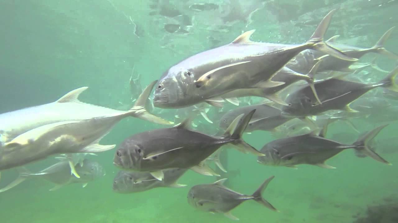 Incredible Underwater Camera Footage at Saltwater Marina Fishing Alley