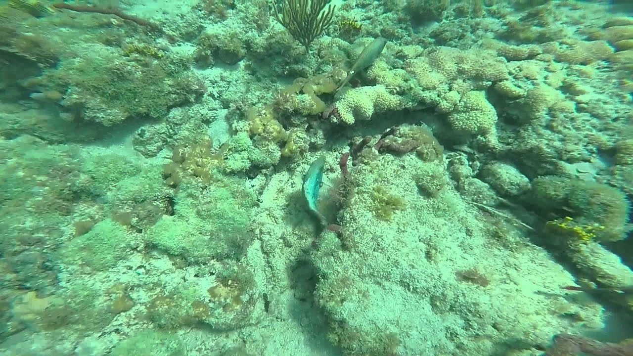 Snorkeling Anglins Pier Fort Lauderdale Fishing Fever