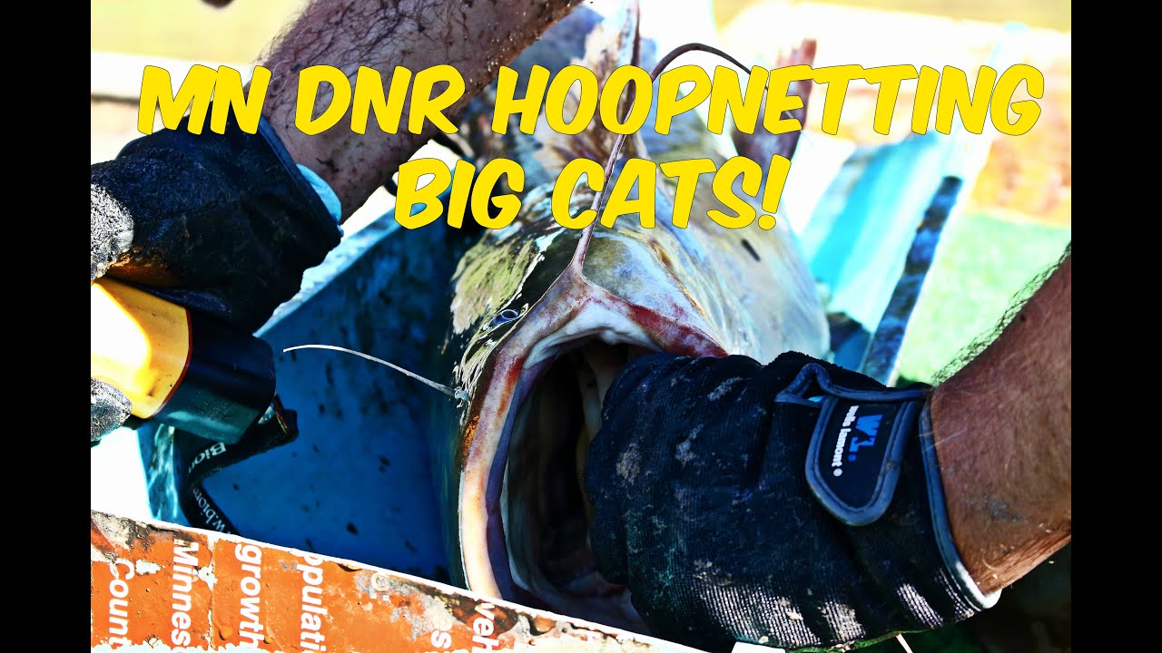 Minnesota River Flathead Catfishing Hoop Net with the MN DNR Fishing Bite