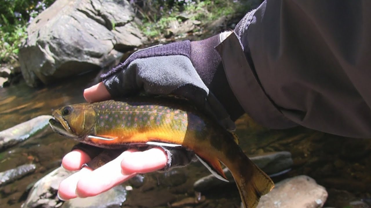 Red Run Creek WV Tenkara Fly Fishing Fishing Fever