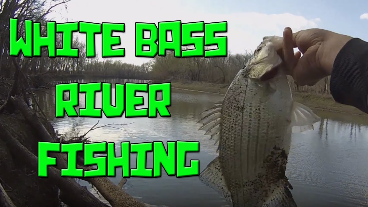 White Bass River Fishing Fishing Bite