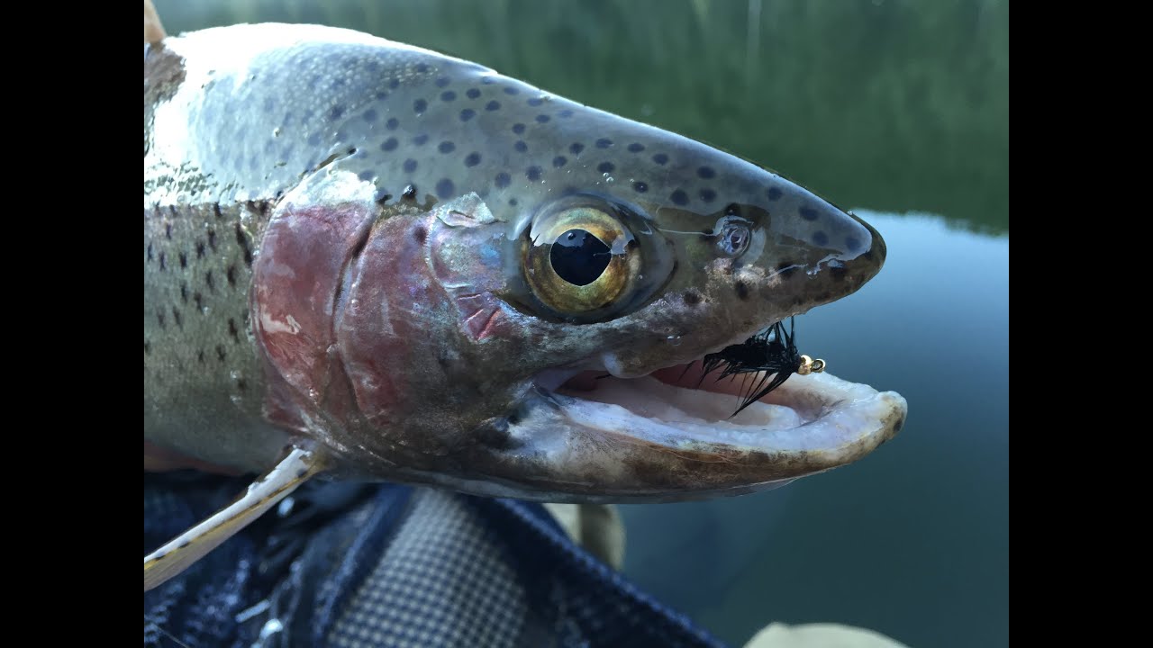 Mt Hood Wilderness Fishing September 26th and 27th Fishing Media