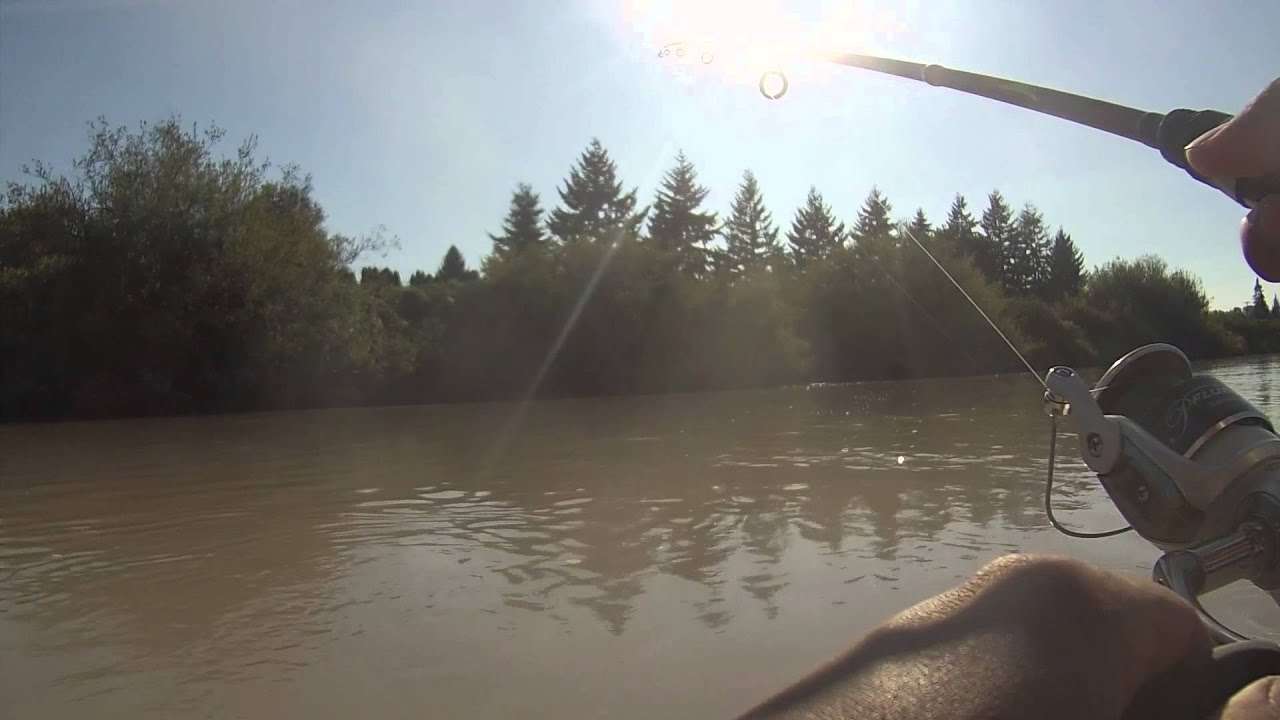 Pink Salmon Fishing Puyallup River 8 19 15 Fishing Focus