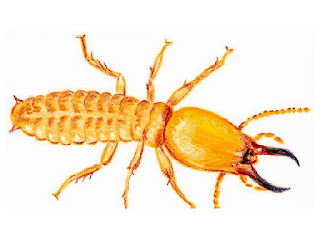 Perbedaan Rayap dan Semut itu Ternyata Ini! | JENIS PERBEDAAN - JENIS  PERBEDAAN