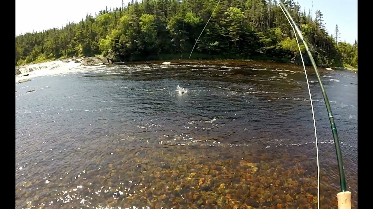 Atlantic Salmon Taking A Dry Fly Newfoundland Fishing Connect