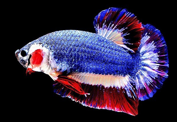 Ikan Laga Mirip Bendera Thailand Paling Mahal Di Dunia Tetikus Cikila