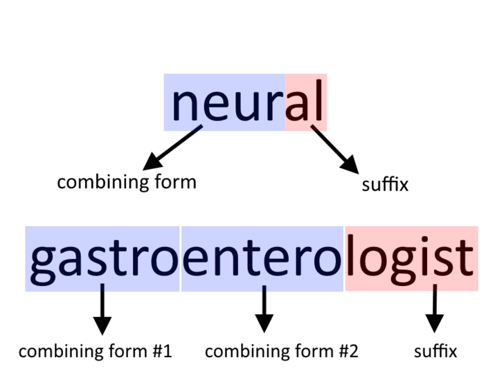How to Understand Medical Terminology Teachpedia