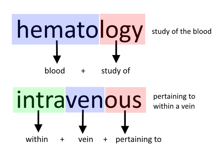 How to Understand Medical Terminology Teachpedia