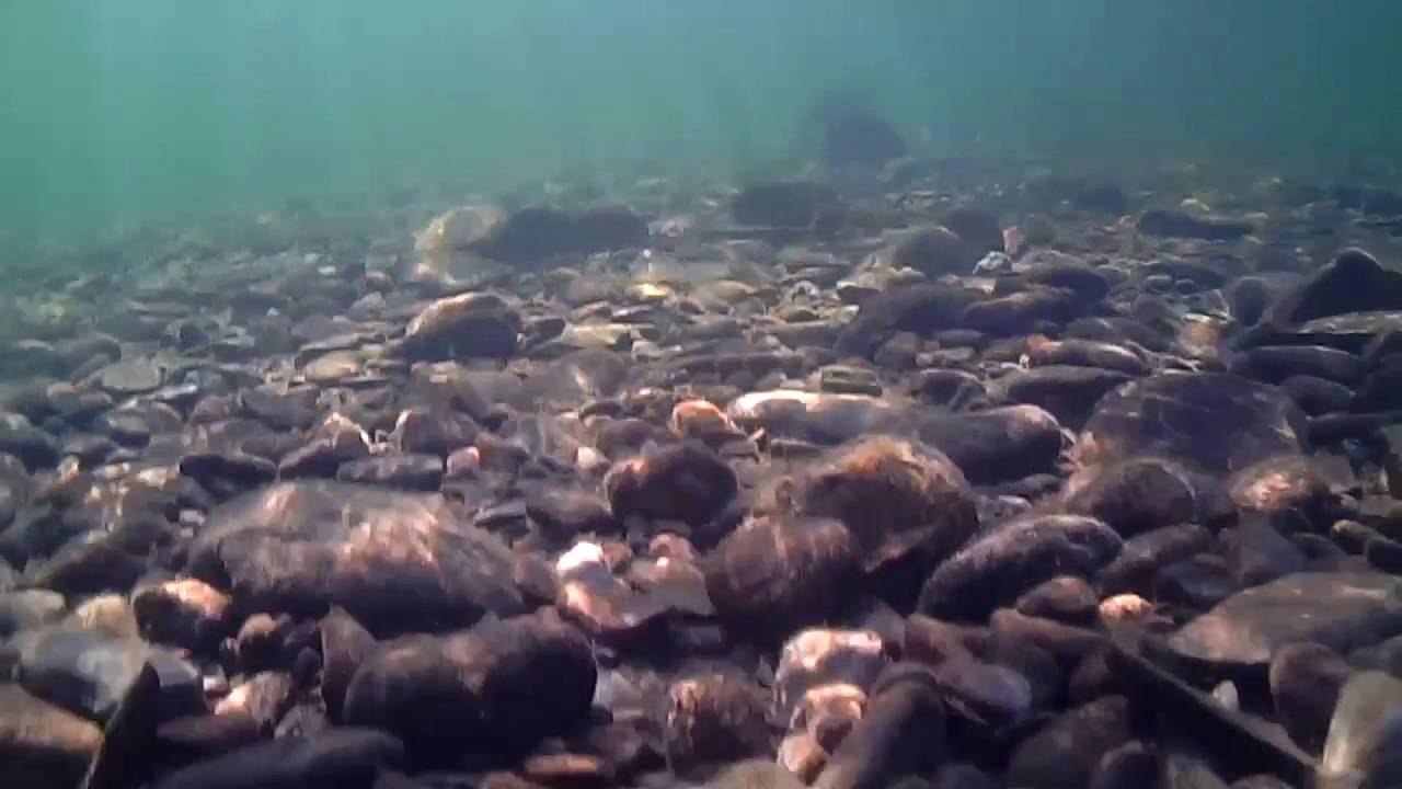 Wachusett Reservoir Underwater Smallmouth Bass and Exploration