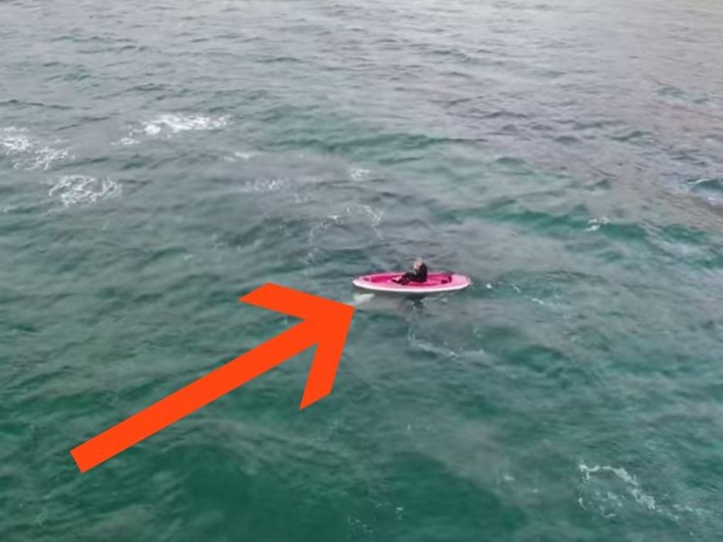 A kayaker’s magical encounter with this sea creature had me glued to
