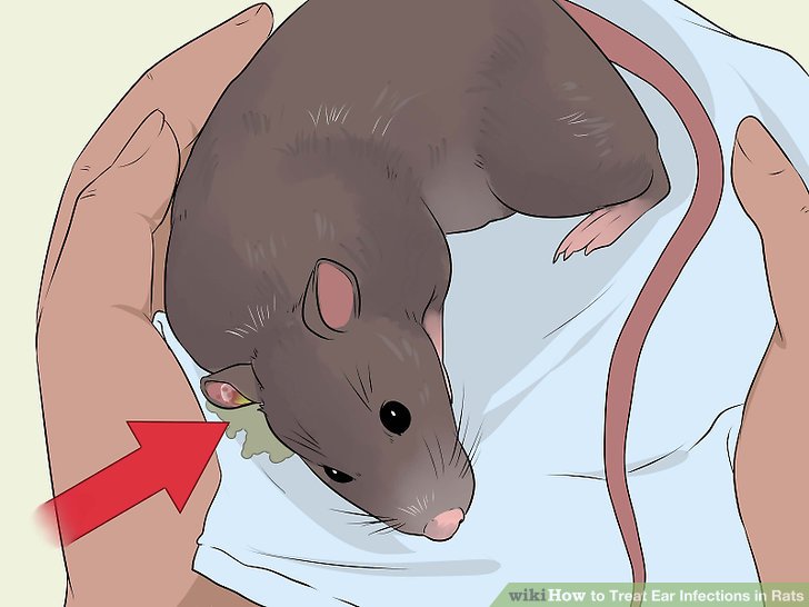How to Treat Ear Infections in Rats Teachpedia