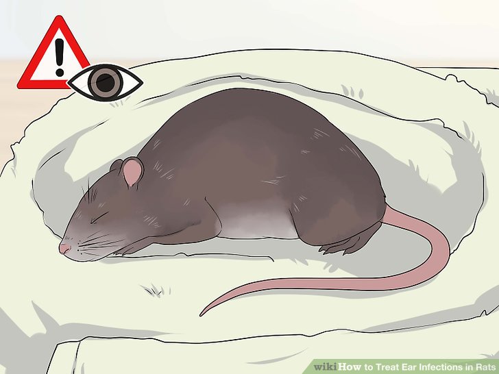 How to Treat Ear Infections in Rats Teachpedia