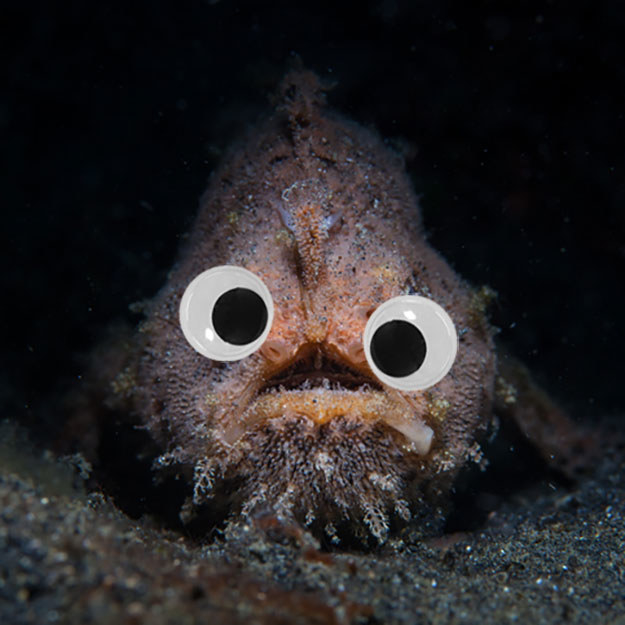 Pet & Animal 17 Photos That Prove Googly Eyes Make Even The Creepiest