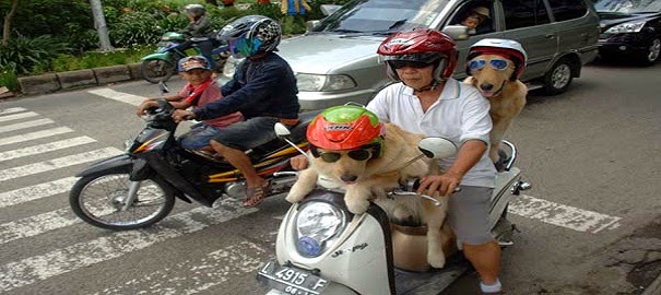 Berita Kali ini Unik Tidak ? Ada Anjing Bisa Naik Motor