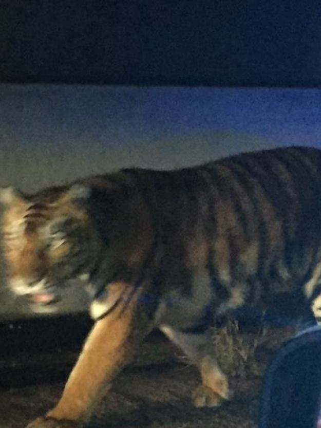 Crazy World We Live An HonestToGod Tiger Was Spotted In Attacked A Dog, And Was Shot