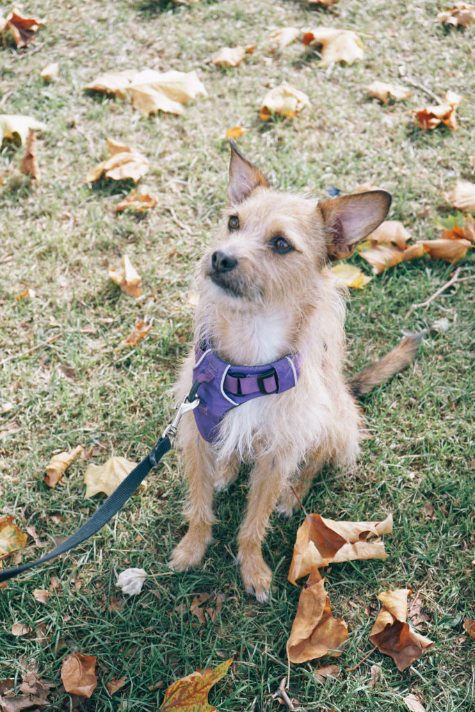 5 Helpful Things Every Dog Owner Needs Choozo