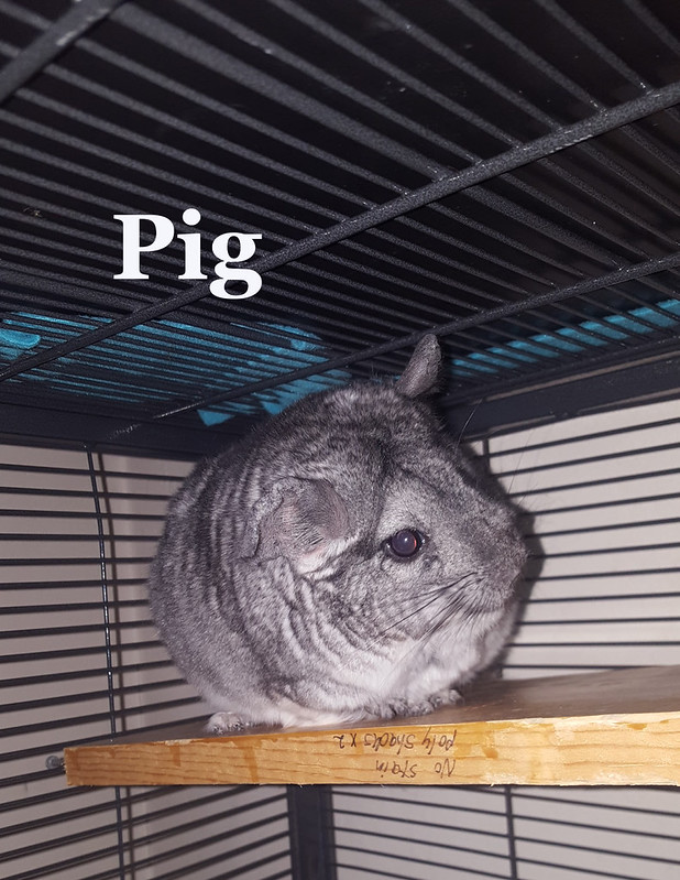 Chins & Hedgehogs A chinchilla with microphthalmia.