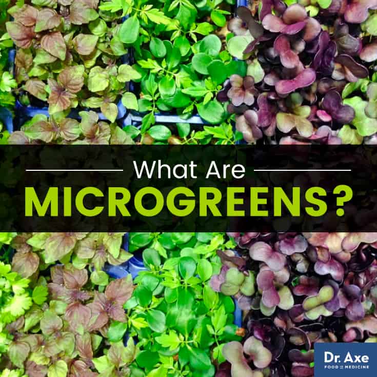 What Are Microgreens? Top 10 Microgreens & How to Grow Them Site Title