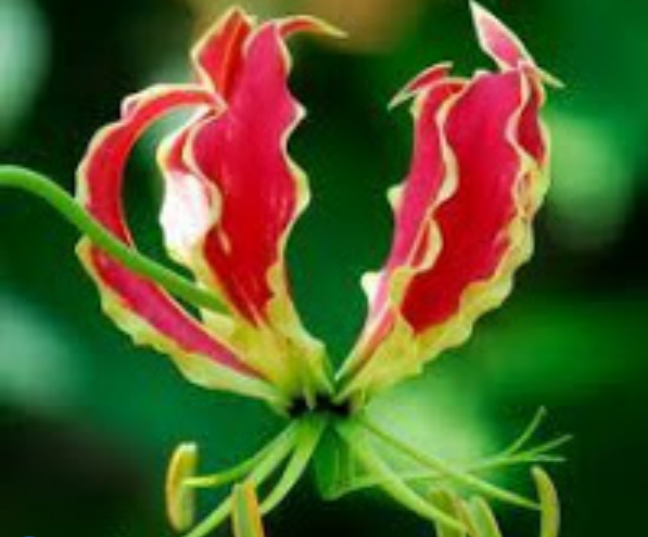 Wow ini Daftar Bunga Mahal yang Boleh Tanam Sahabat