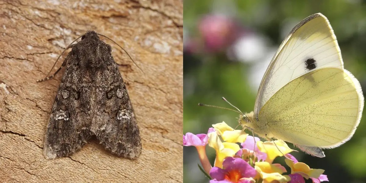 15 Fun Facts About Cabbage Moth You Never Knew iFunFact