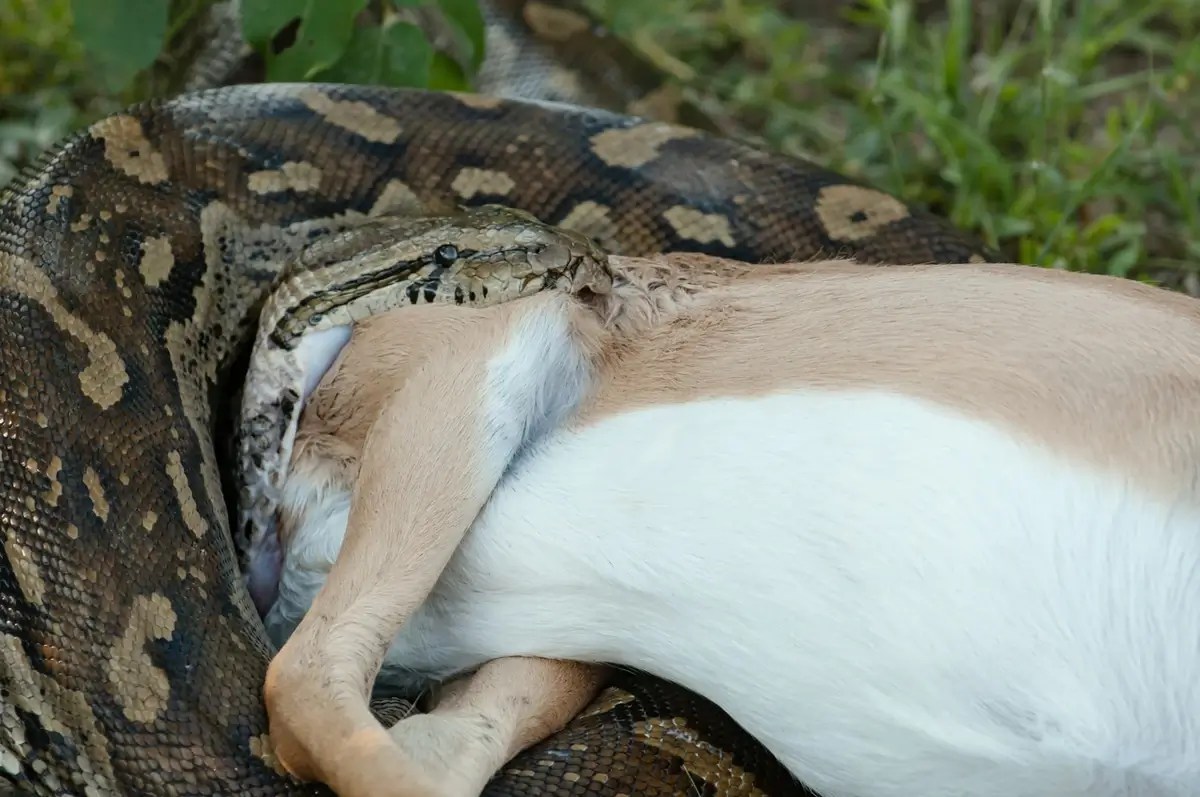 15 Fun Facts About Burmese Pythons You Need to Know iFunFact