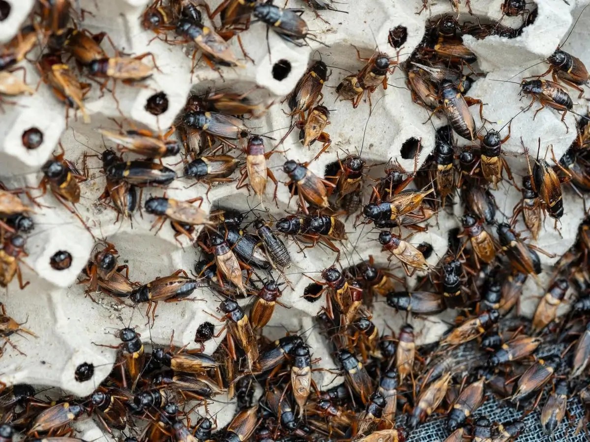 Do Crickets Eat Each Other? Unveiling Insect Cannibalism iFunFact