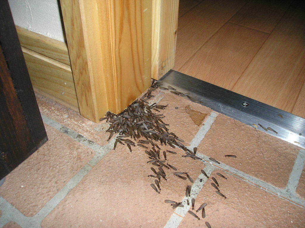 2016年4月 メンテナンスで家守り