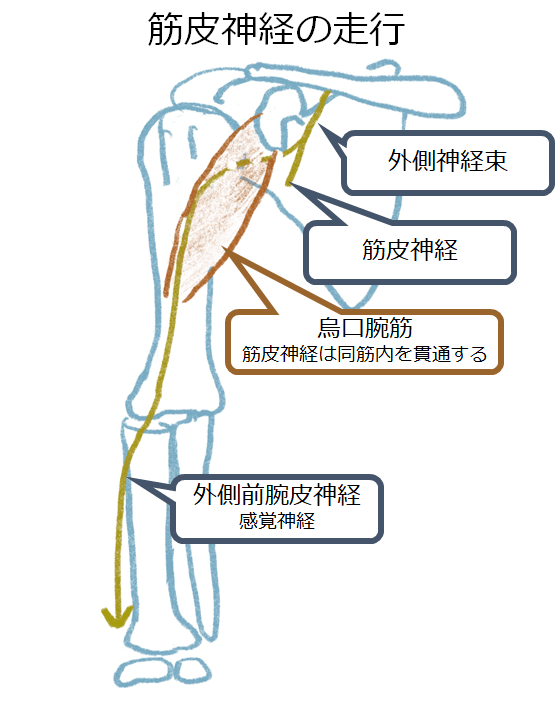 上腕二頭筋の作用と役割（起始停止・神経支配・筋トレメニューなどを徹底解剖） 筋皮神経障害 Musculocutaneous Nerve Palsy - 医學事始 いがくことはじめ