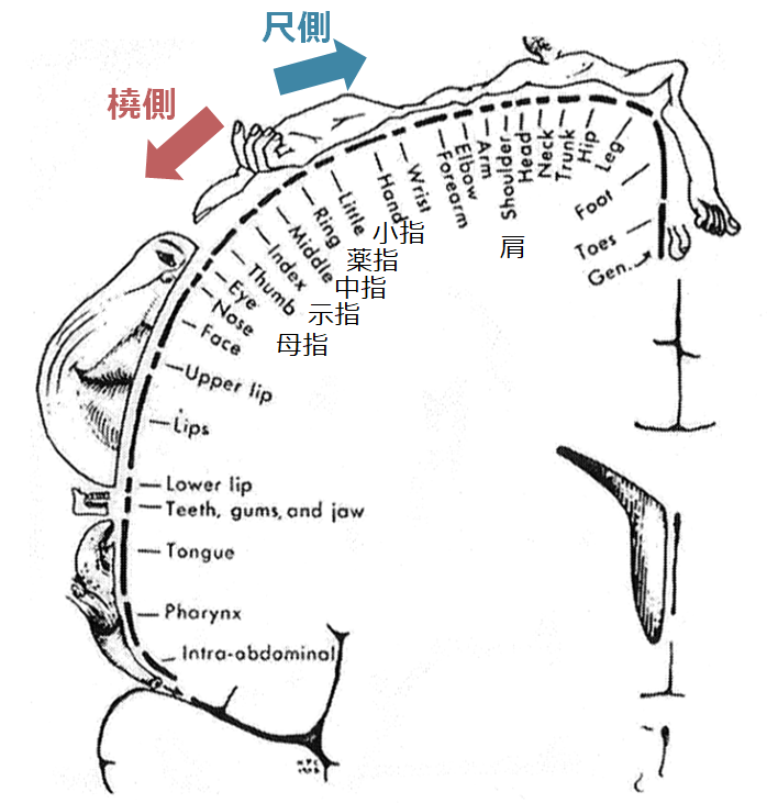 上肢単独麻痺を呈する脳血管障害│医學事始 いがくことはじめ