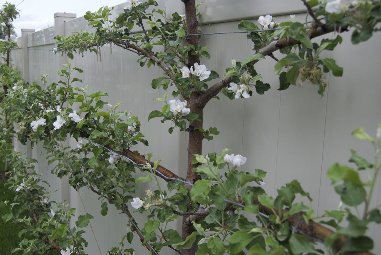 Apple Espalier Makes The Day! igardendaily